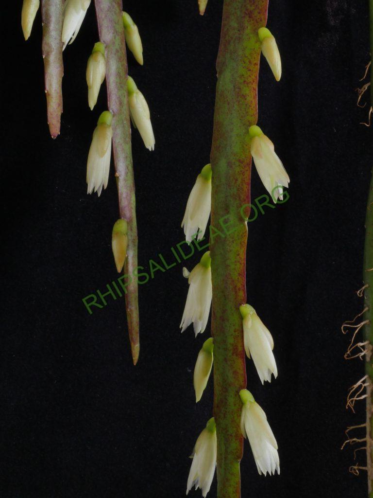 Lepismium warmingianum, Cok Grootscholten
