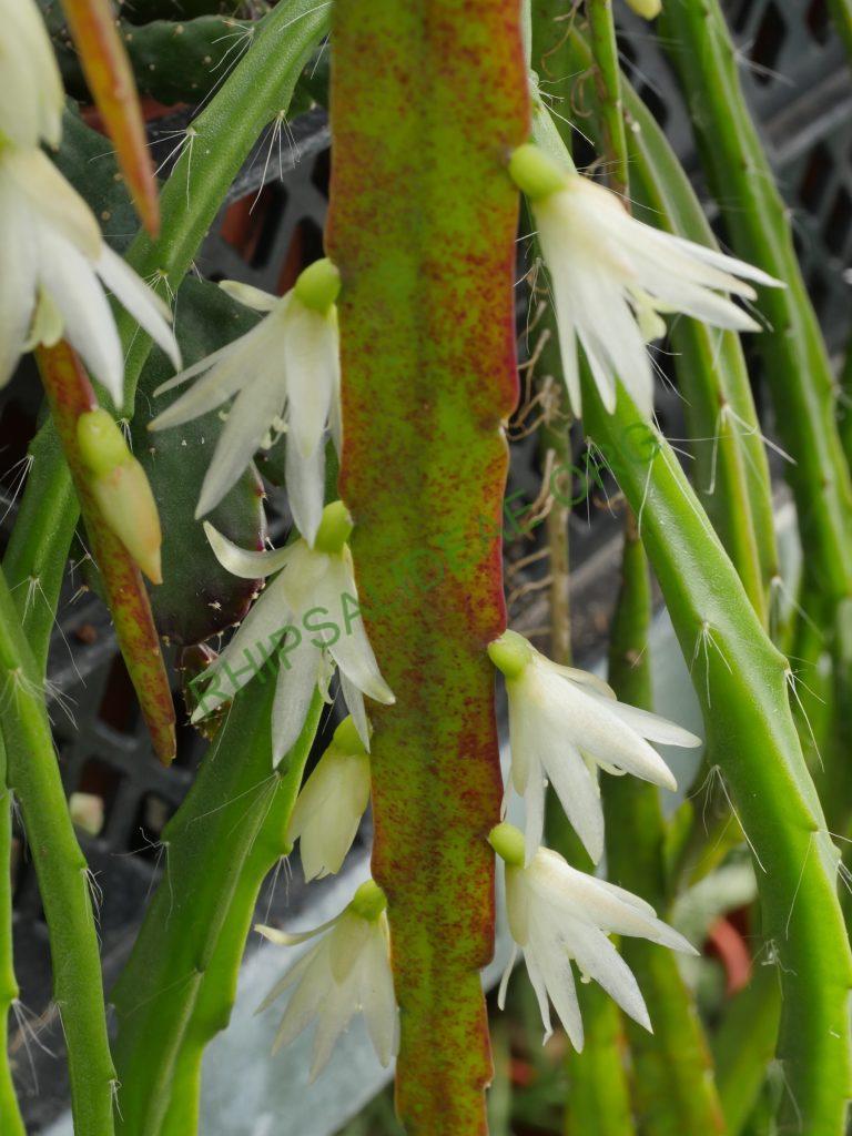 Lepismium warmingianum, Cok Grootscholten