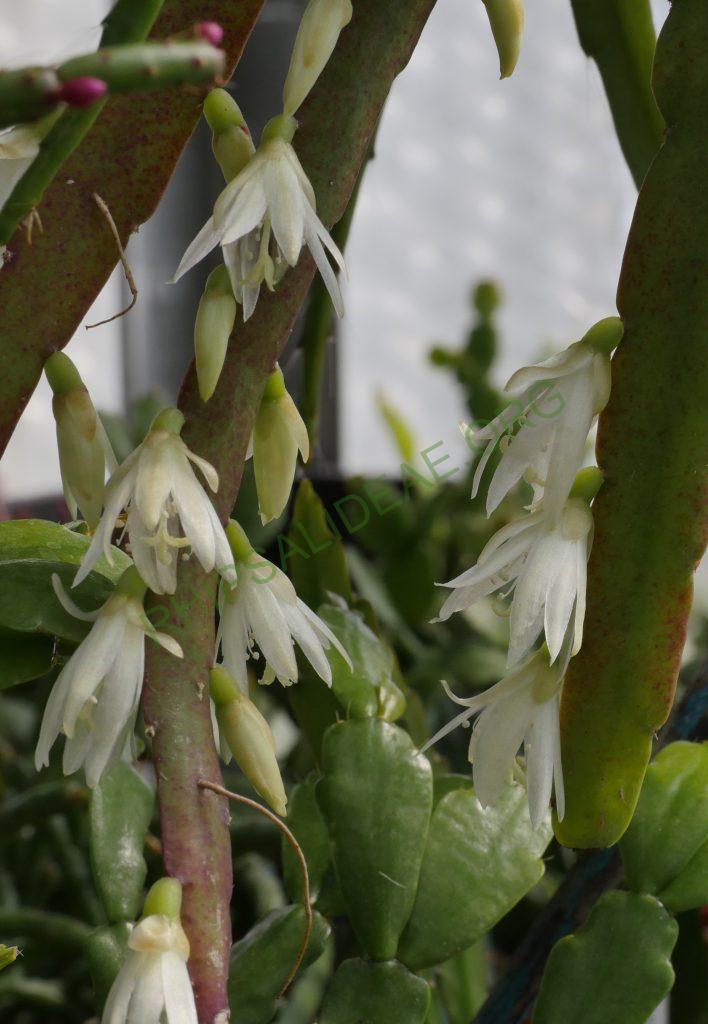 Lepismium warmingianum, Cok Grootscholten