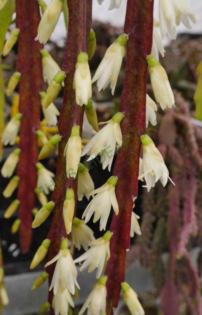 Lepismium warmingianum, Cok Grootscholten