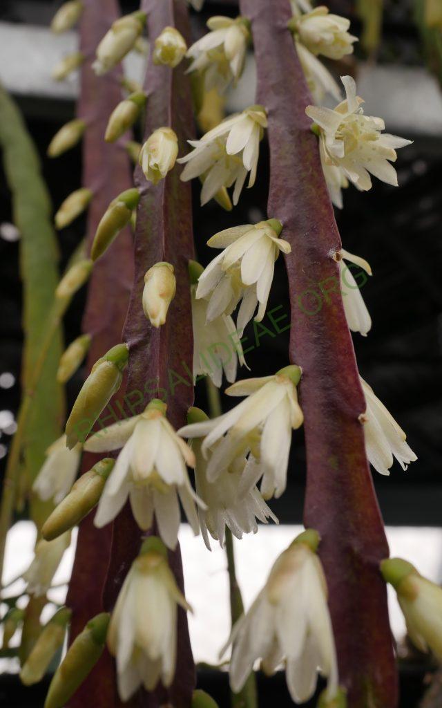 Lepismium warmingianum, Cok Grootscholten