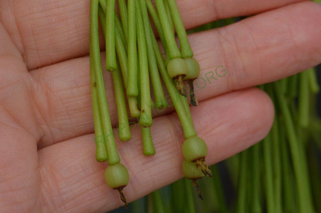 Rhipsalis clavata f. delicatula