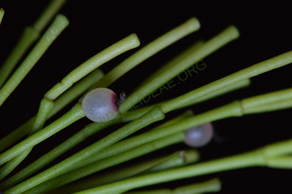 Rhipsalis clavata f. delicatula