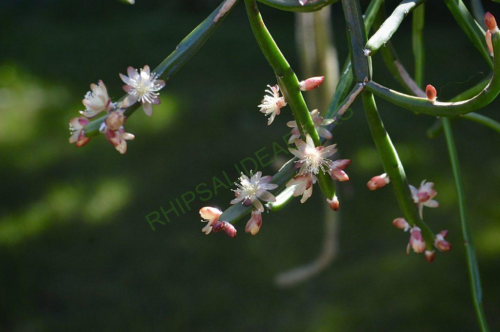 Rhipsalis dissimilis f. dissimilis