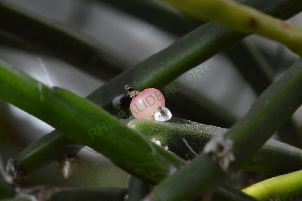 Rhipsalis dissimilis f. dissimilis