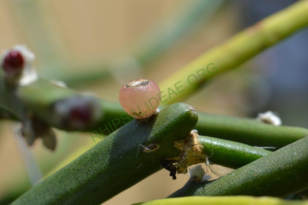 Rhipsalis dissimilis f. dissimilis