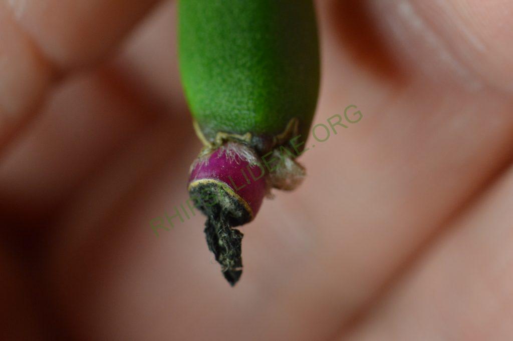Rhipsalis dissimilis f. dissimilis