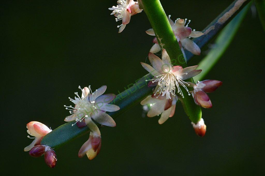 Rhipsalis dissimilis f. dissimilis