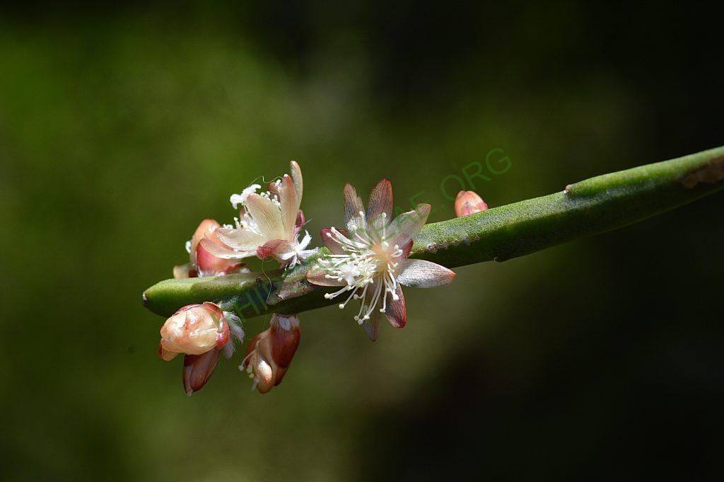 Rhipsalis dissimilis f. dissimilis