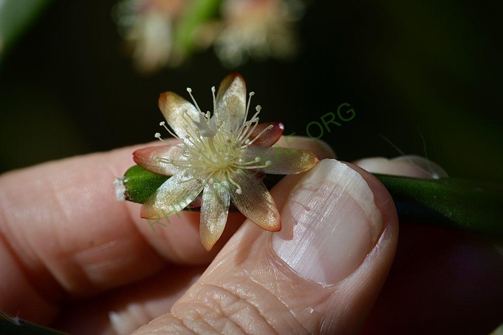 Rhipsalis dissimilis f. dissimilis