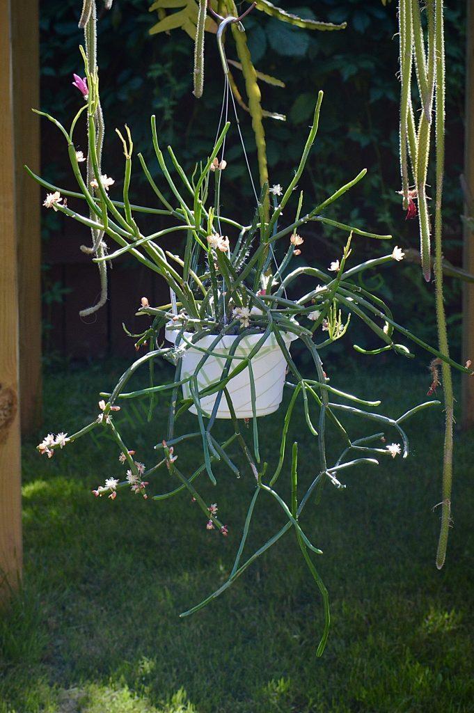 Rhipsalis dissimilis f. dissimilis