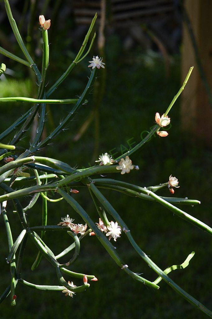 Rhipsalis dissimilis f. dissimilis