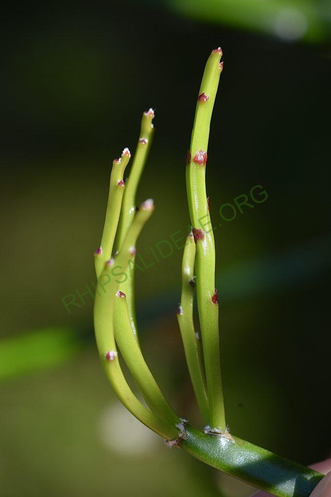 Rhipsalis dissimilis f. dissimilis