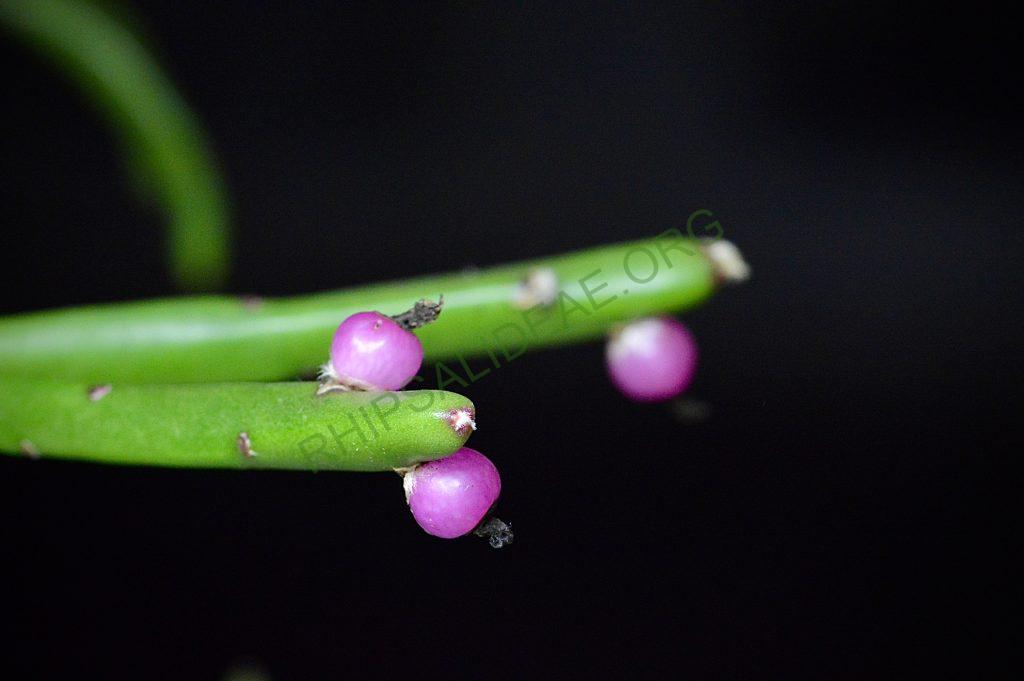 Rhipsalis dissimilis forma dissimilis
