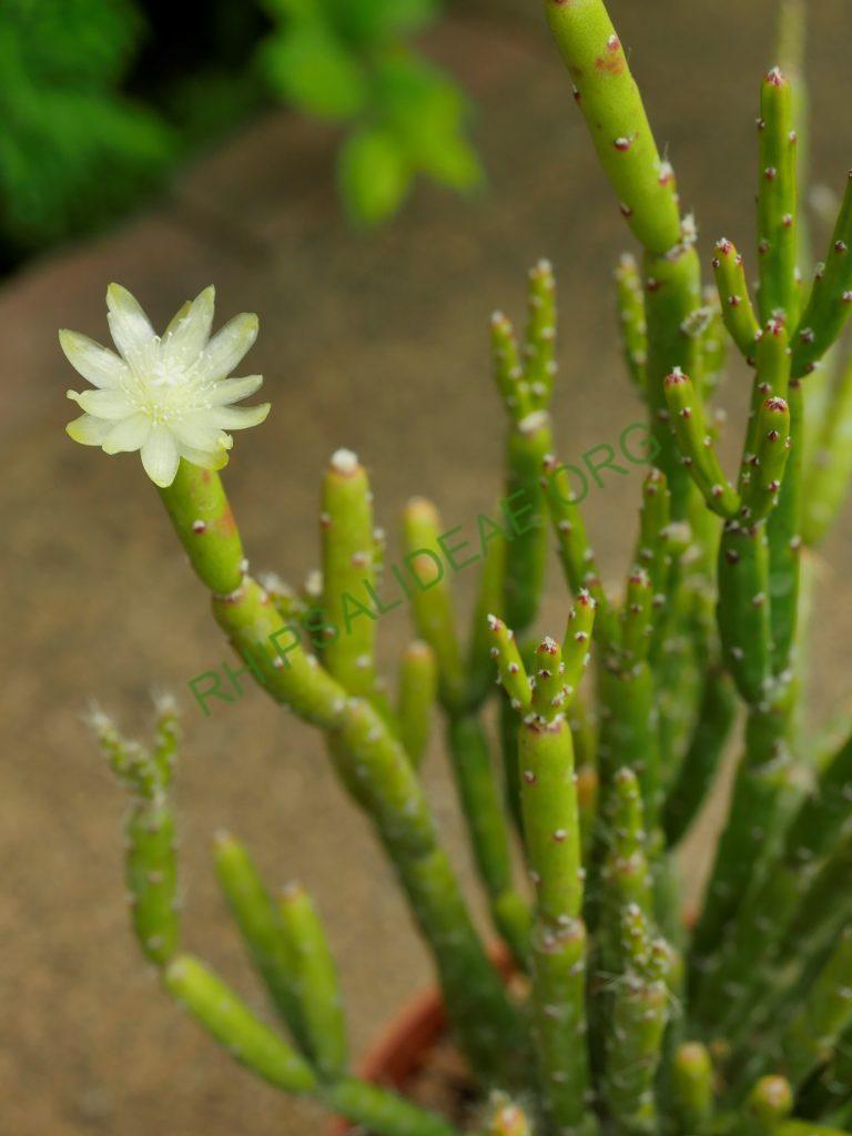 Rhipsalis dissimilis f. epiphyllanthoides, AH 230, Vila Velha, Paraná, Brazil