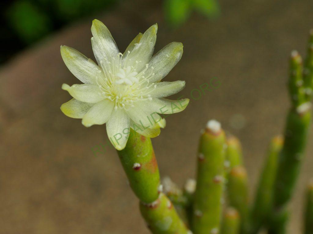 Rhipsalis dissimilis f. epiphyllanthoides, AH 230, Vila Velha, Paraná, Brazil