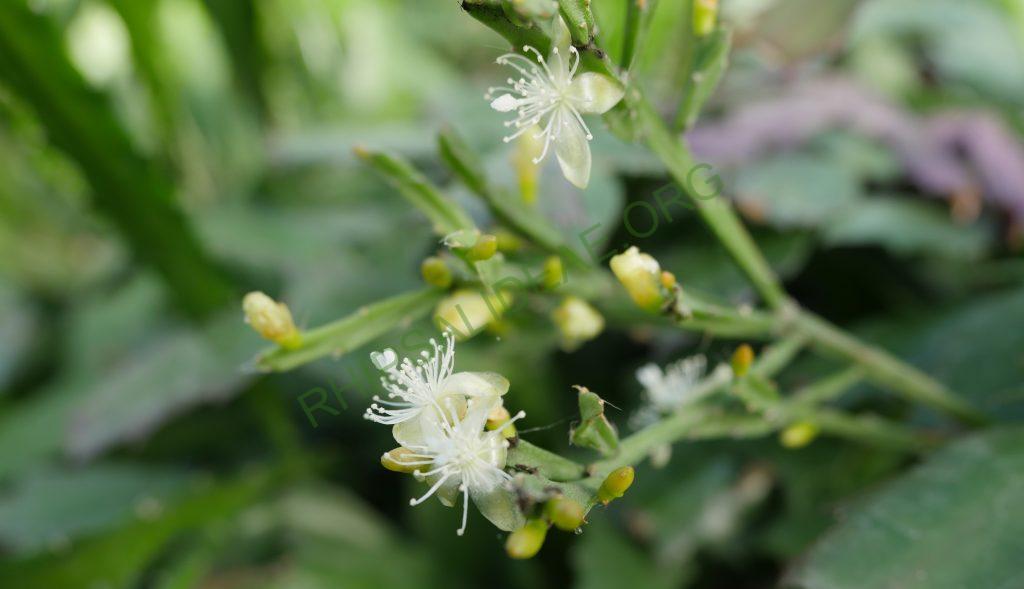 Rhipsalis ewaldiana