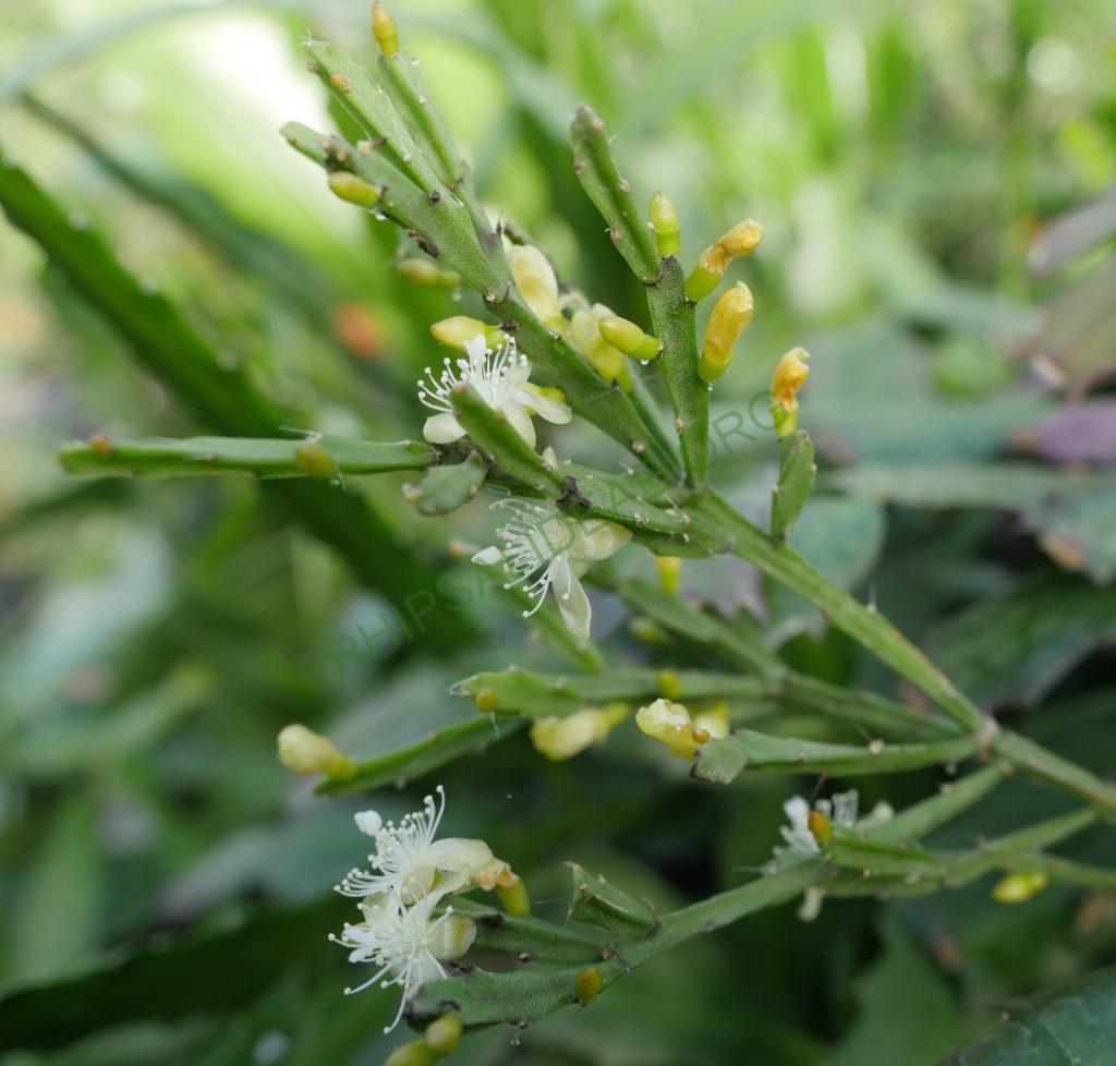 Rhipsalis ewaldiana