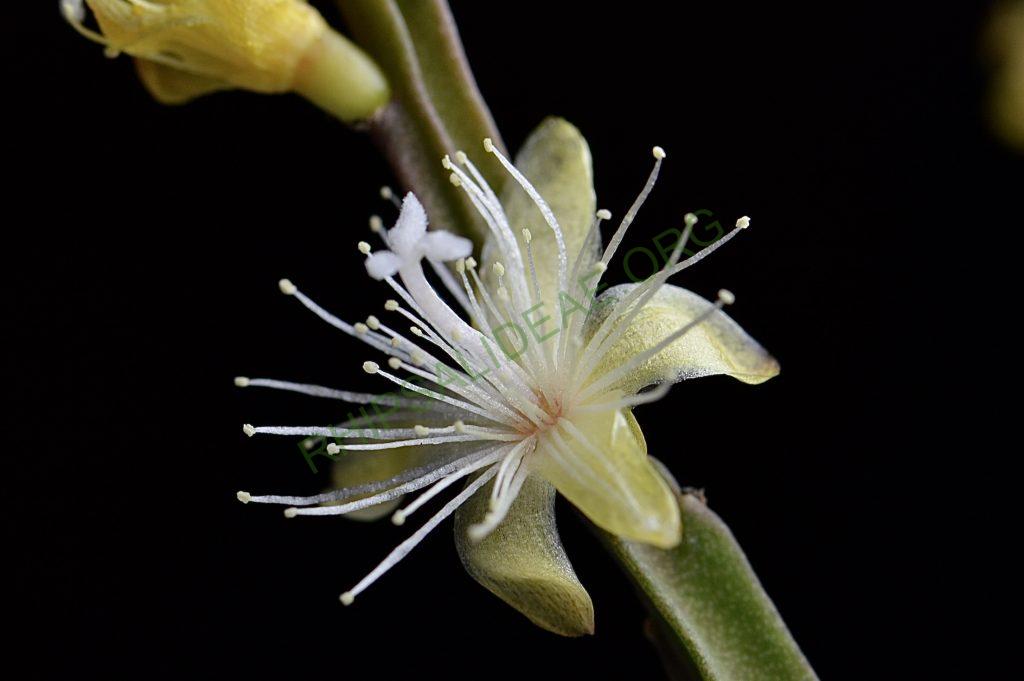 Rhipsalis ewladiana