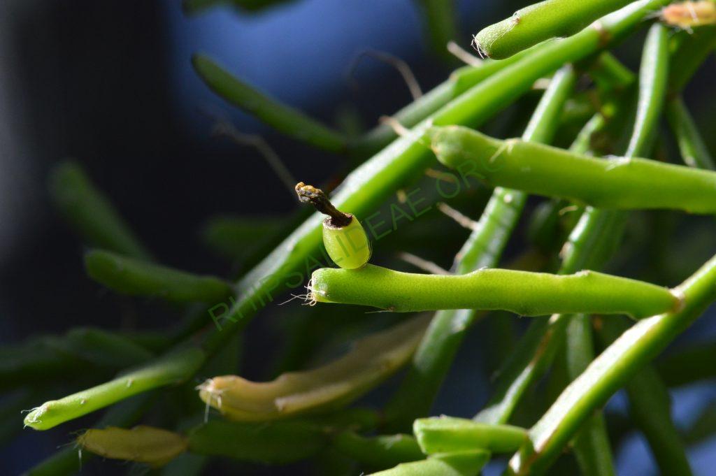 Rhipsalis ewaldiana