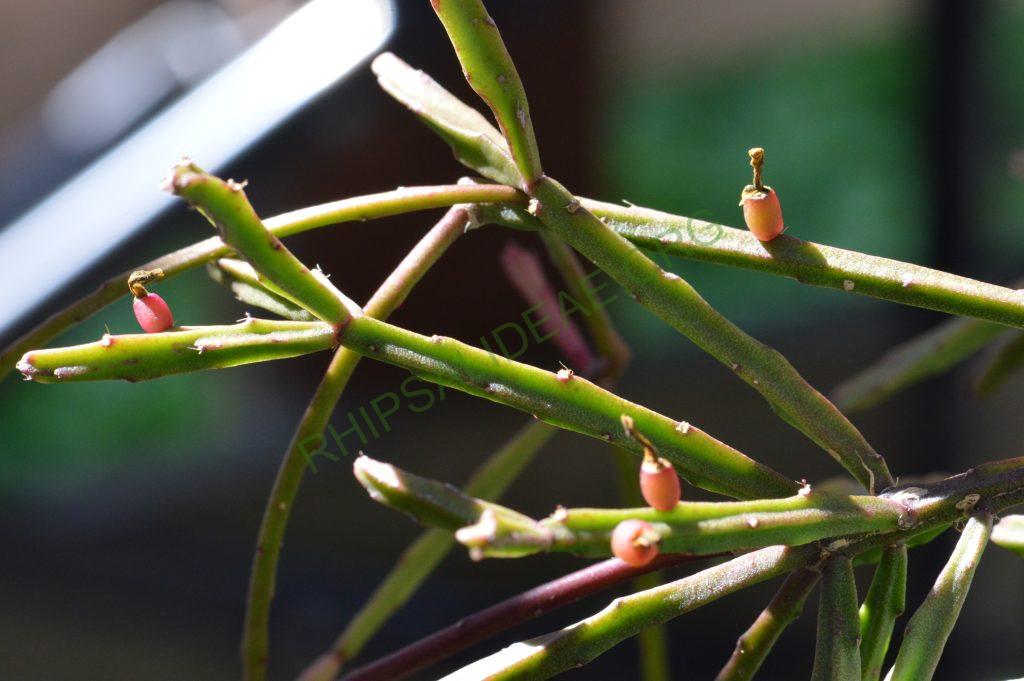 Rhipsalis ewaldiana