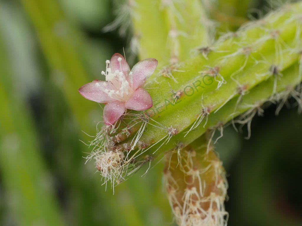 Rhipsalis flagelliformis, GO 456, Sossego do Imbé, Santa Maria Madalena, Rio de Janeiro, Brazil