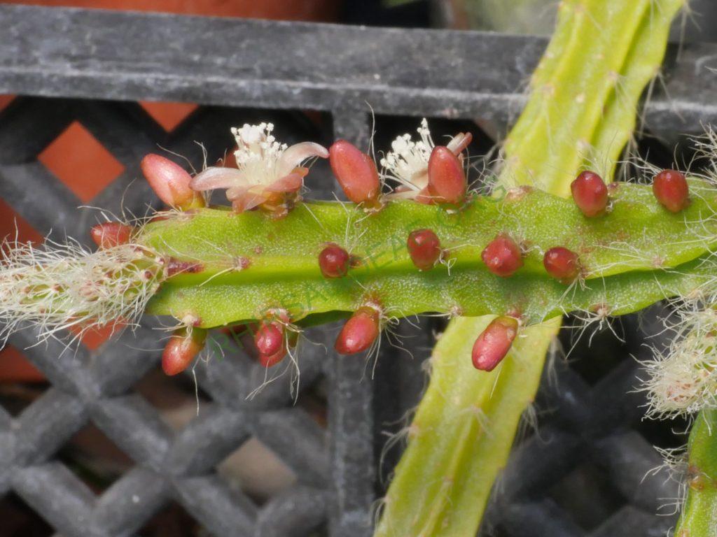 Rhipsalis flagelliformis, AH 757, Sossego do Imbé, Santa Maria Madalena, Rio de Janeiro, Brazil