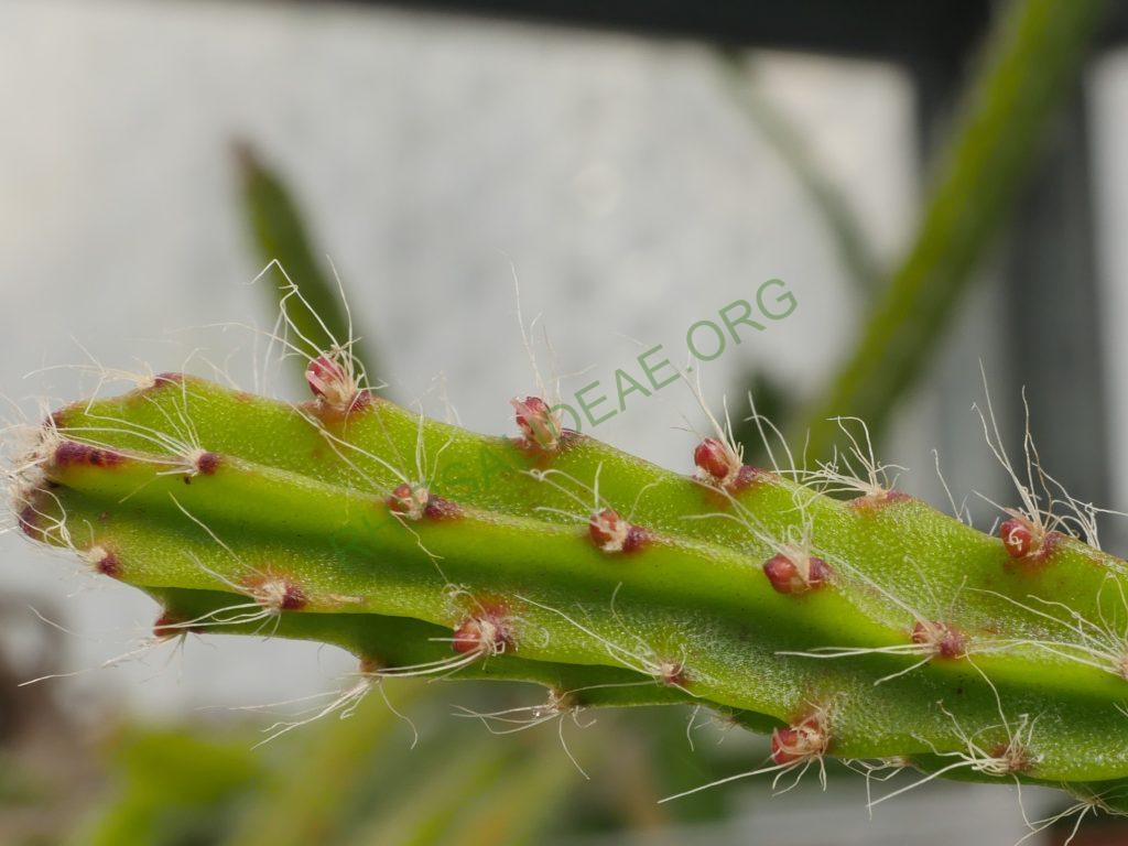 Rhipsalis flagelliformis, AH 757, Sossego do Imbé, Santa Maria Madalena, Rio de Janeiro, Brazil