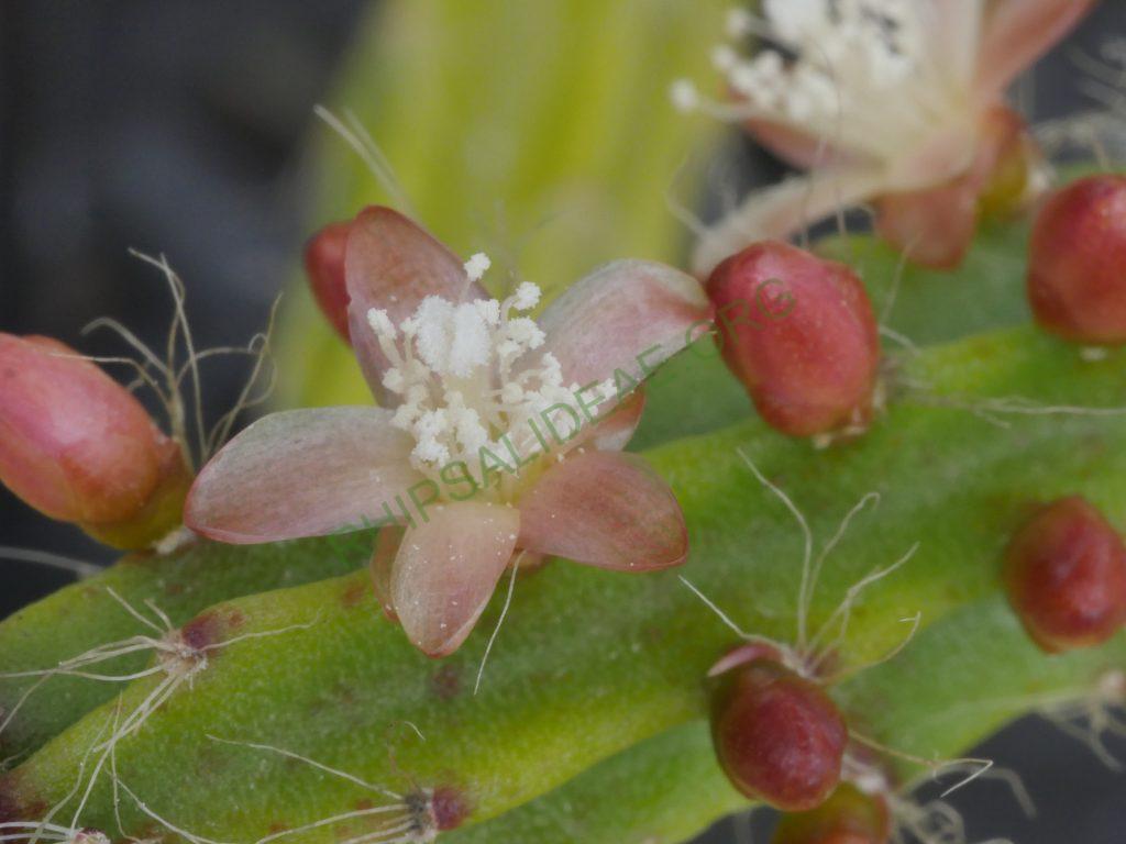 Rhipsalis flagelliformis, AH 757, Sossego do Imbé, Santa Maria Madalena, Rio de Janeiro, Brazil