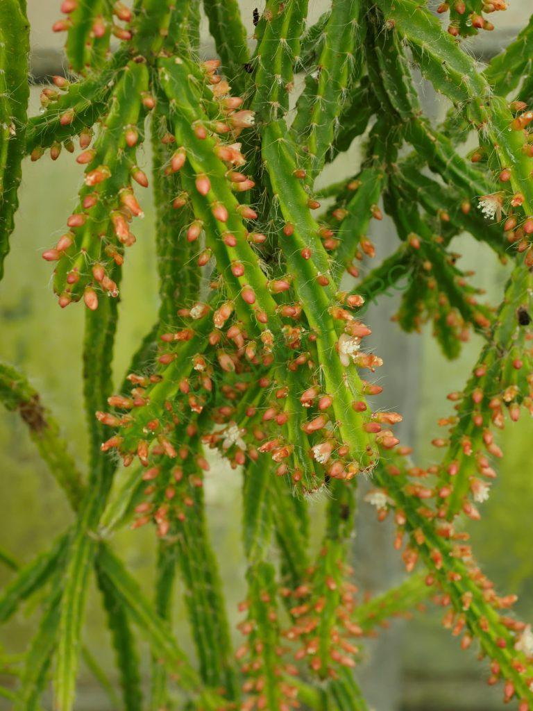 Rhipsalis flagelliformis, AH 757, Sossego do Imbé, Santa Maria Madalena, Rio de Janeiro, Brazil
