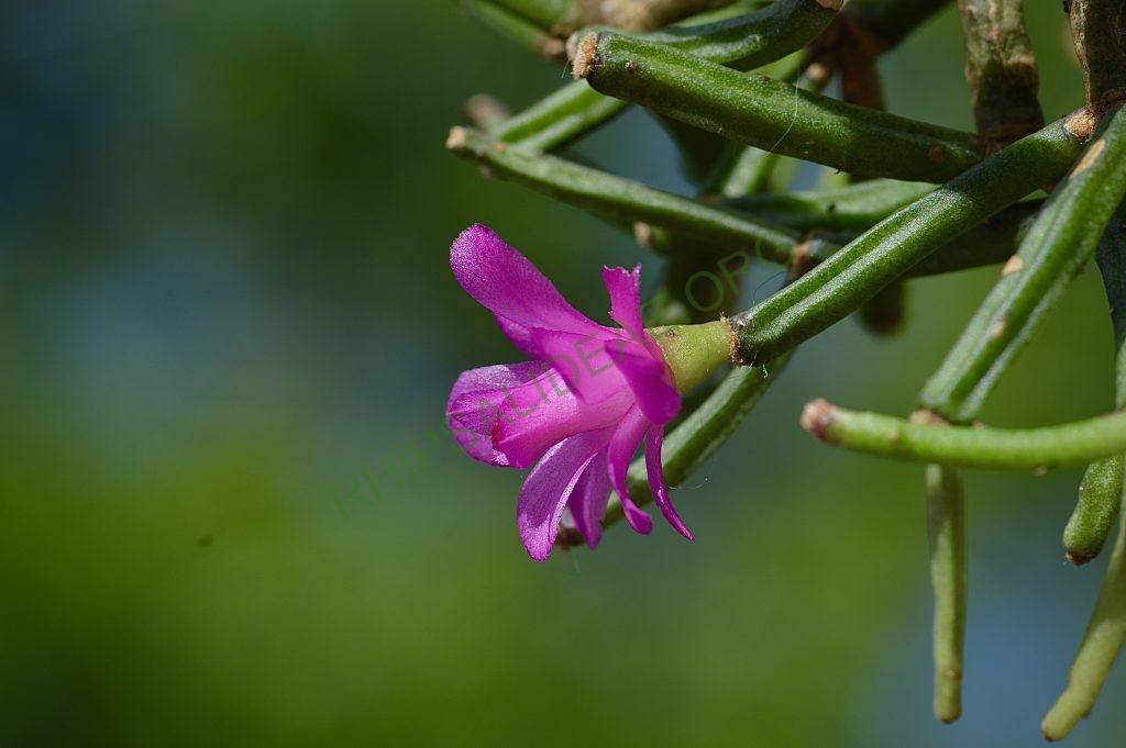 Hatiora herminiae