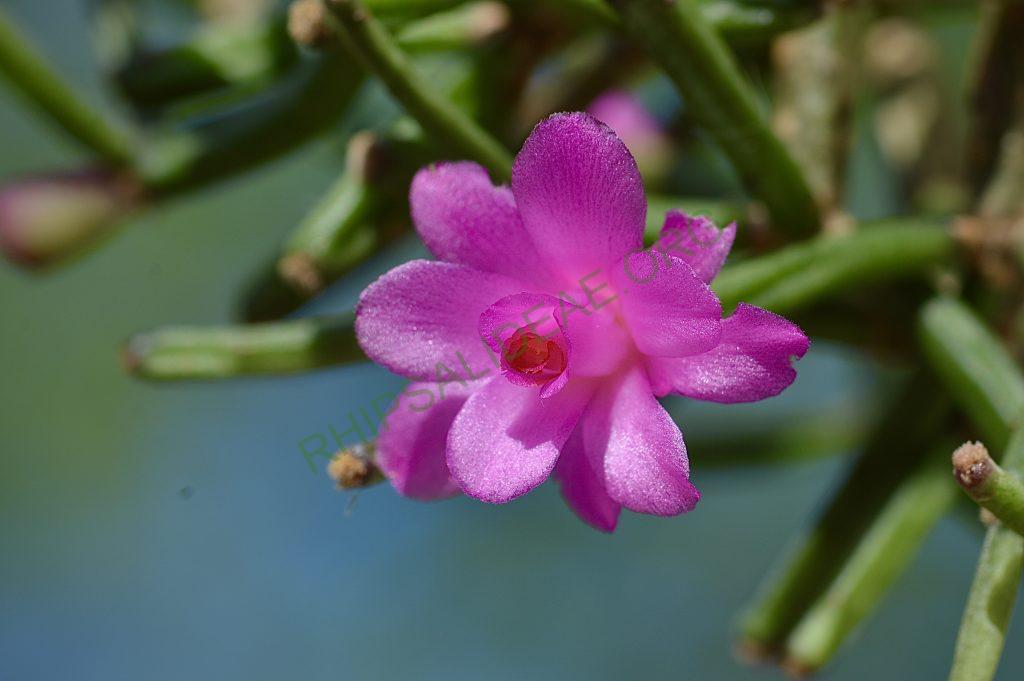 Hatiora herminiae