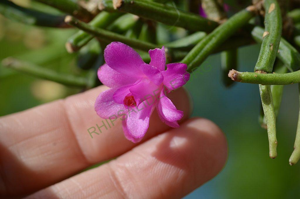 Hatiora herminiae