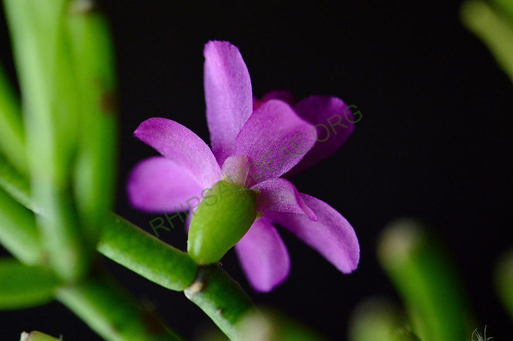 Hatiora herminiae