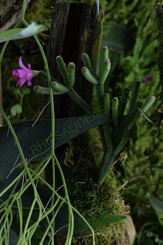 Hatiora herminiae