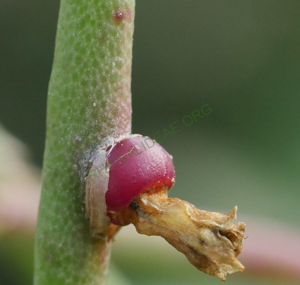 Rhipsalis hoelleri, Botanical Garden Bonn