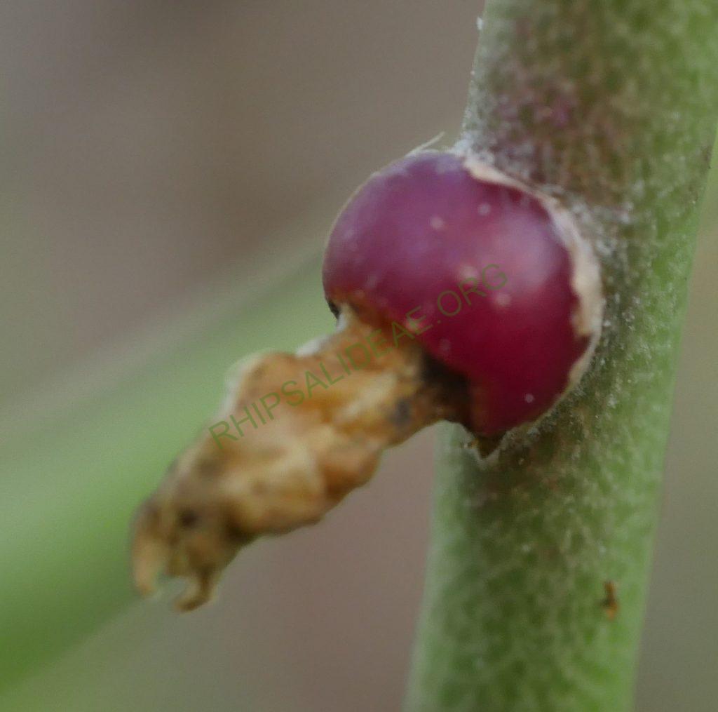 Rhipsalis hoelleri, Botanical Garden Bonn