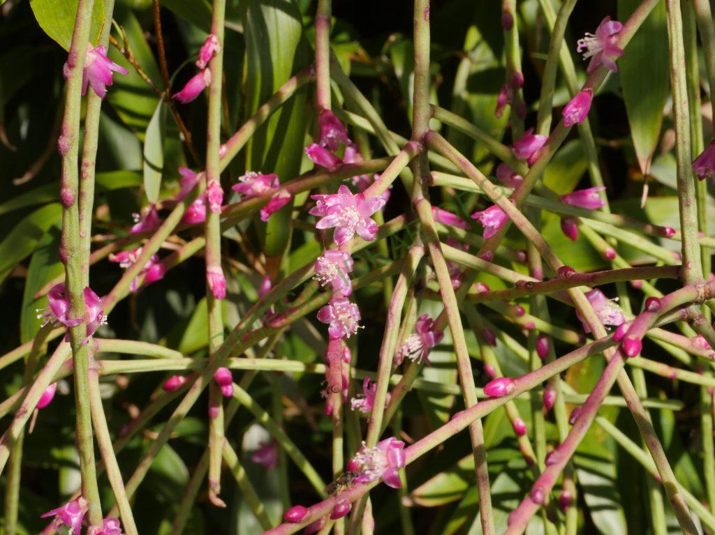 Rhipsalis hoelleri, Botanical Garden Bonn