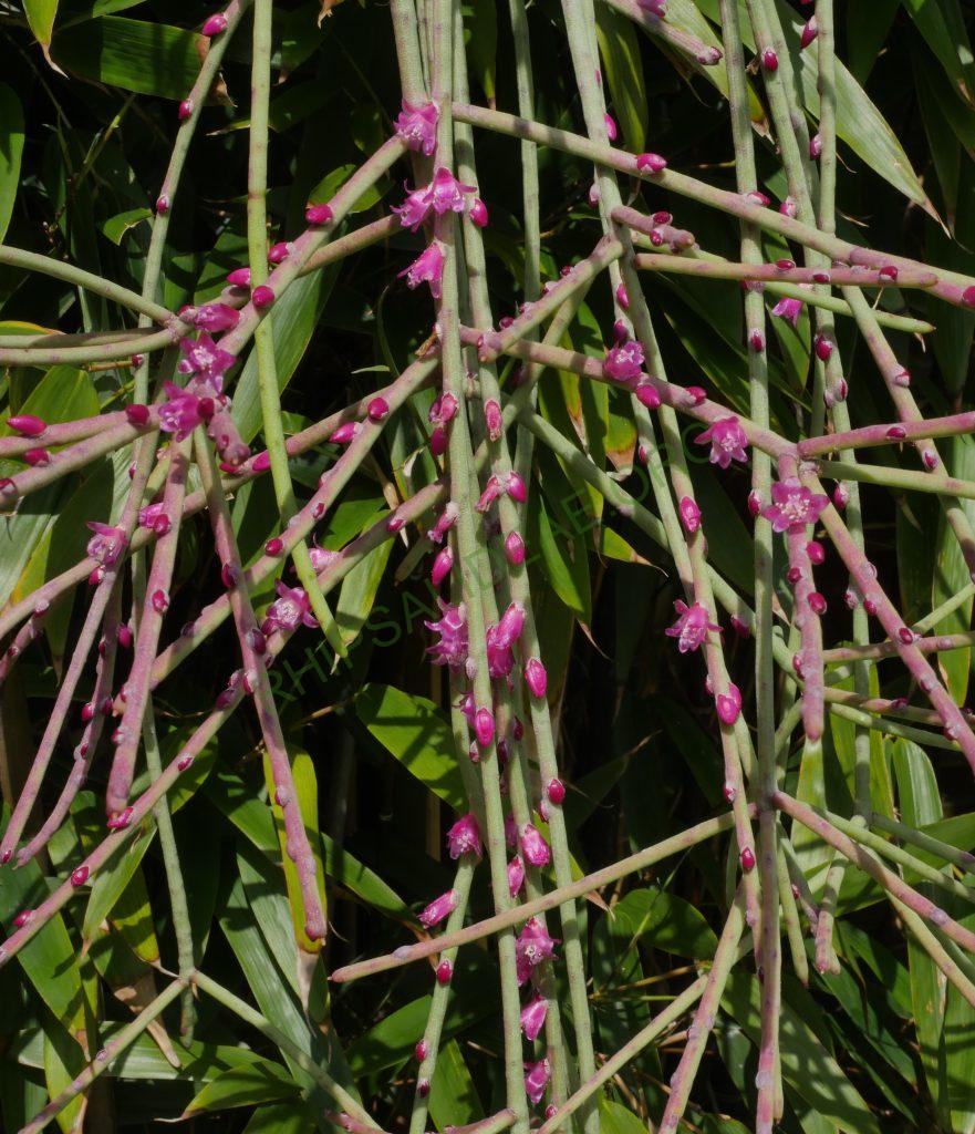 Rhipsalis hoelleri, Botanical Garden Bonn