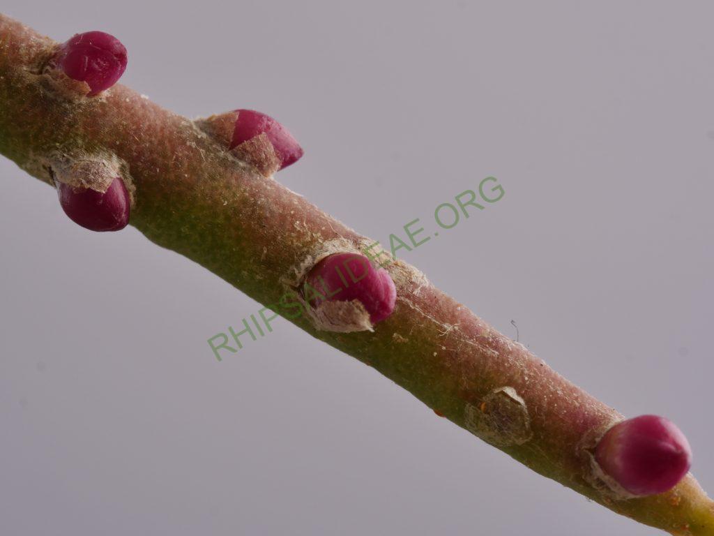 Rhipsalis hoelleri, Botanical Garden Bonn