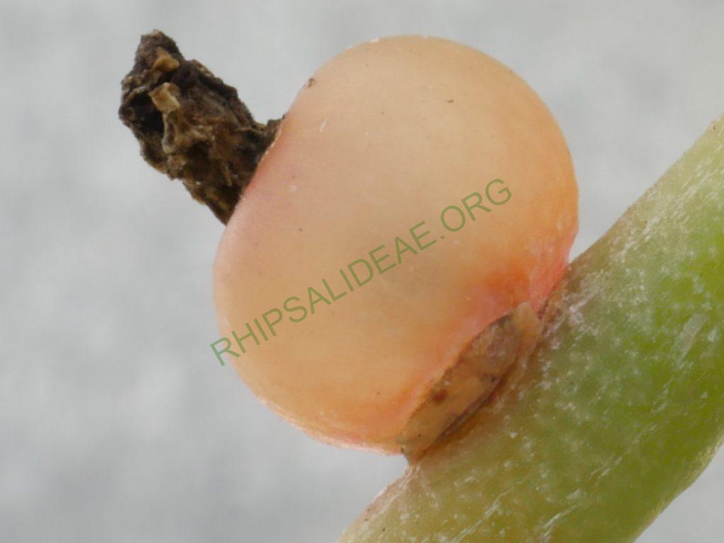 Rhipsalis hoelleri, Botanical Garden Bonn