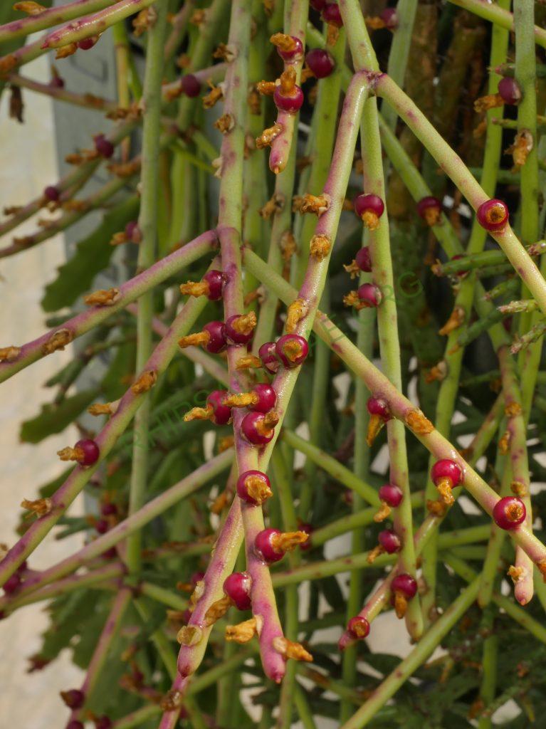 Rhipsalis hoelleri, Botanical Garden Bonn