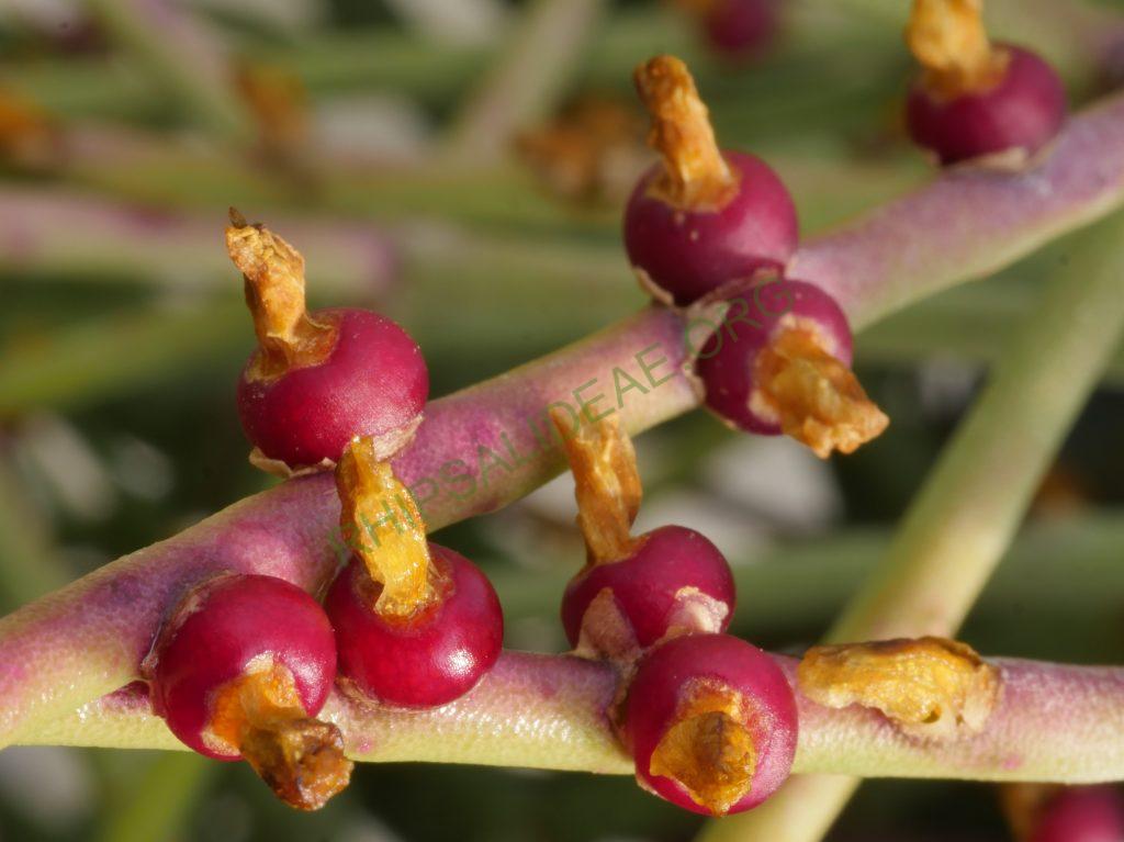 Rhipsalis hoelleri, Botanical Garden Bonn