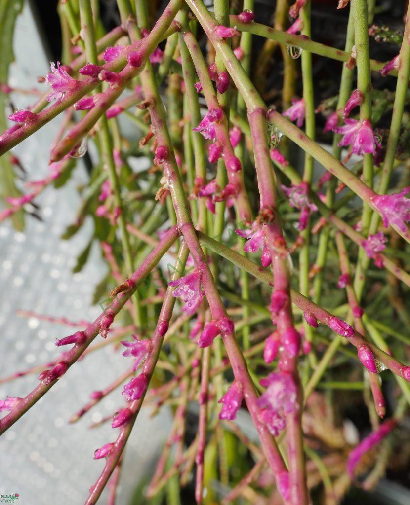 Rhipsalis hoelleri, Botanical Garden Bonn