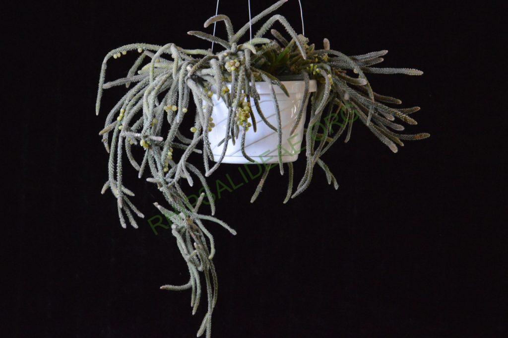 Rhipsalis baccifera subsp. horrida