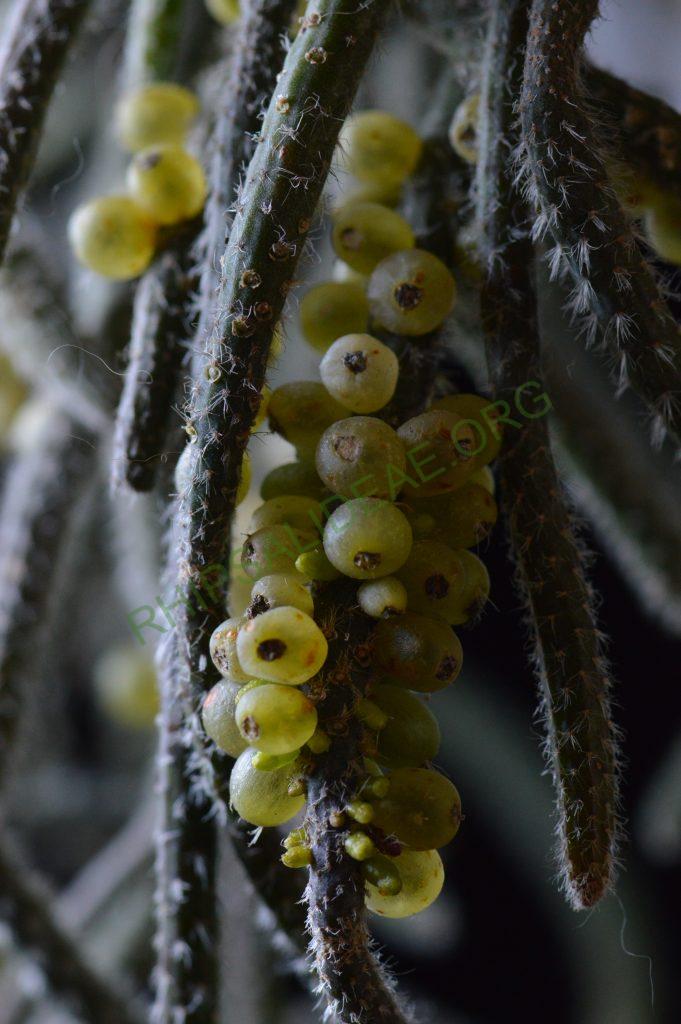 Rhipsalis baccifera subsp. horrida