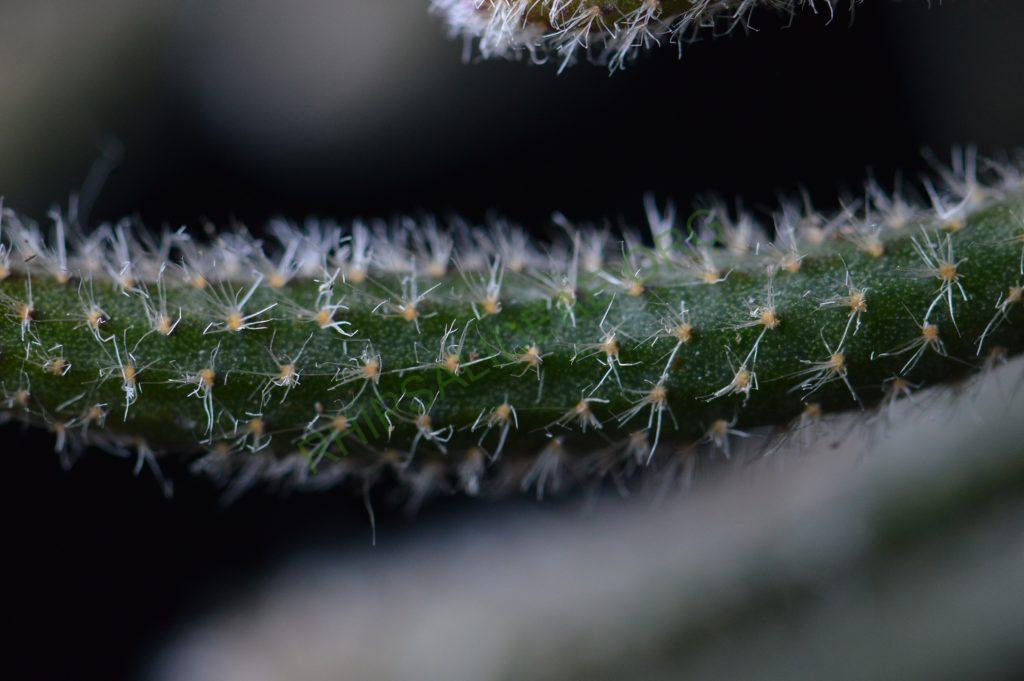 Rhipsalis baccifera subsp. horrida