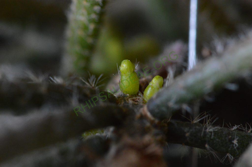 Rhipsalis baccifera subsp. horrida