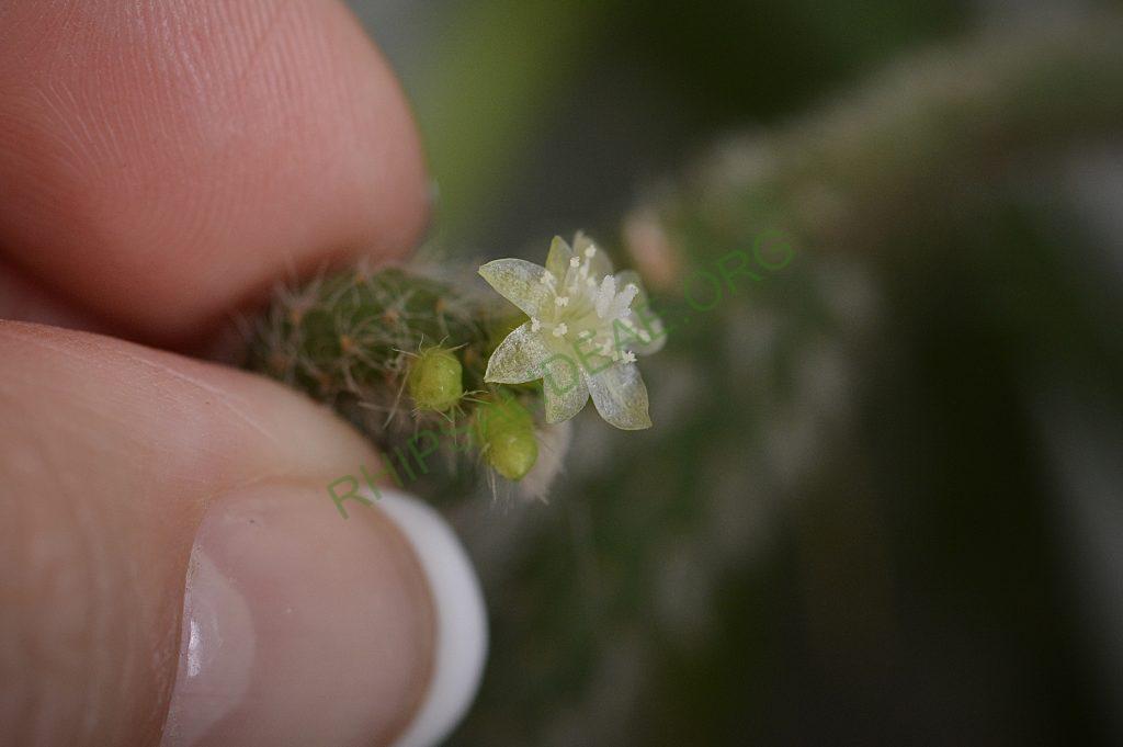 Rhipsalis baccifera subsp. horrida