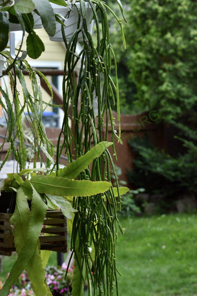 Rhipsalis micrantha f. kirbergii